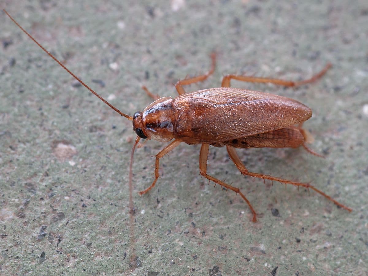 German Cockroach (Blattella germanica) - Professional pest control identification guide