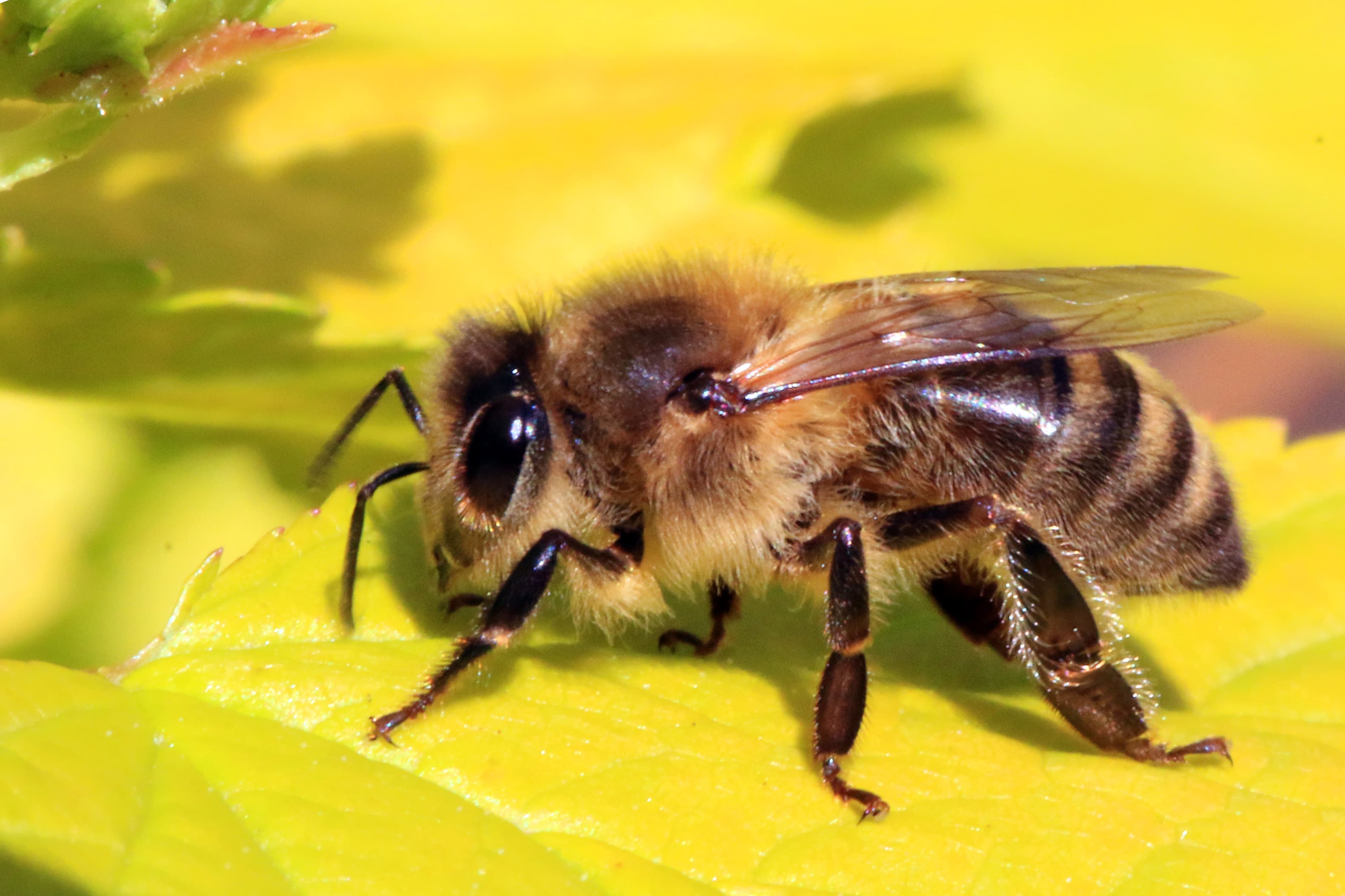 Honey Bee (Apis mellifera) - Professional pest control identification guide