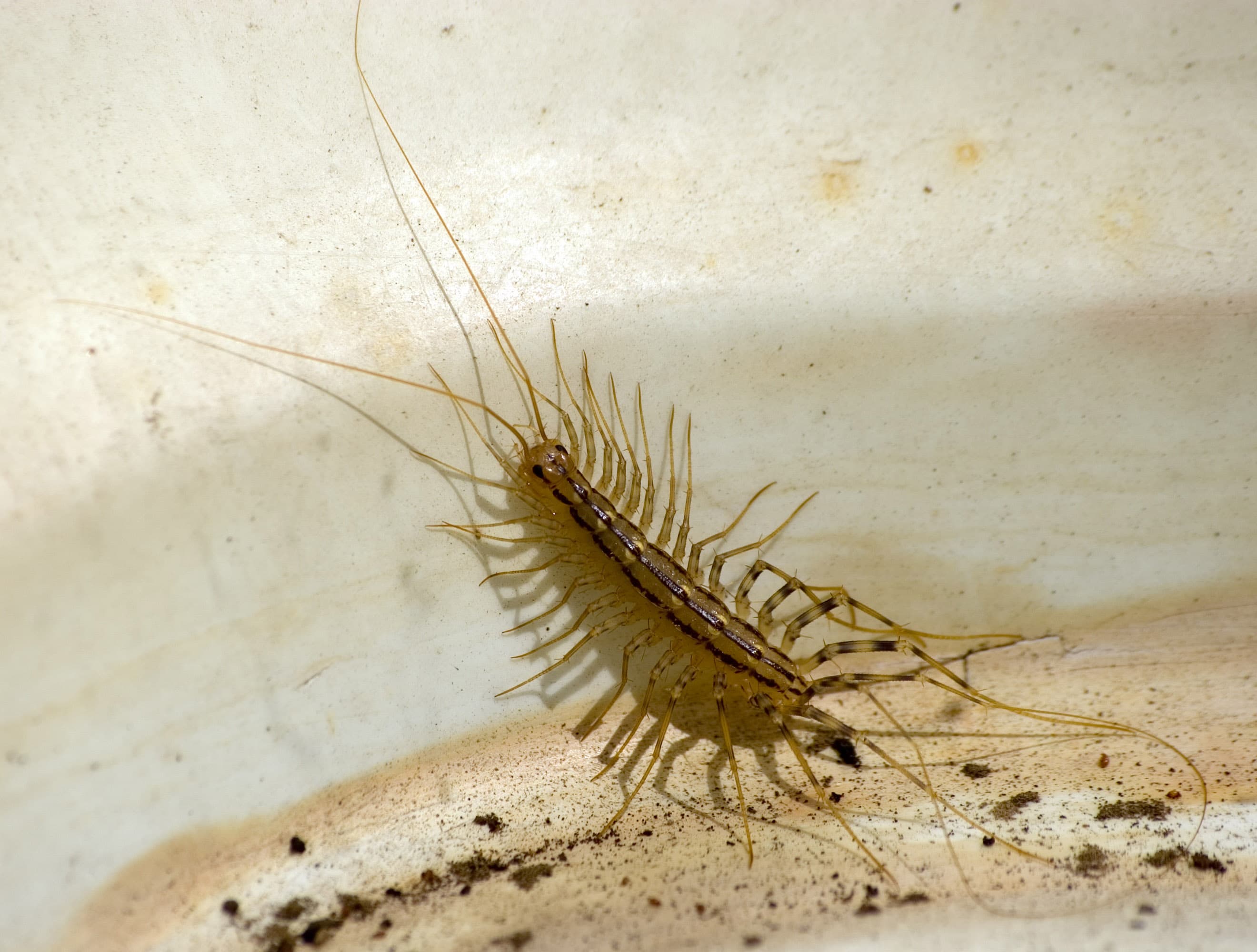 House Centipede (Scutigera coleoptrata) - Professional pest control identification guide