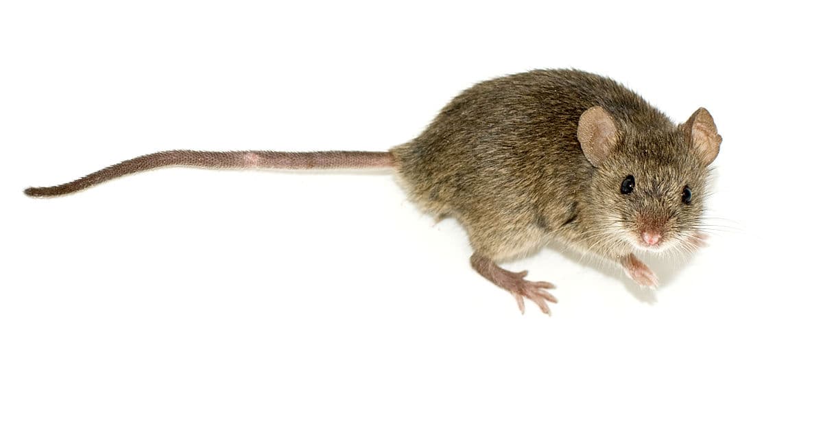 House Mouse (Mus musculus) - Professional pest control identification guide