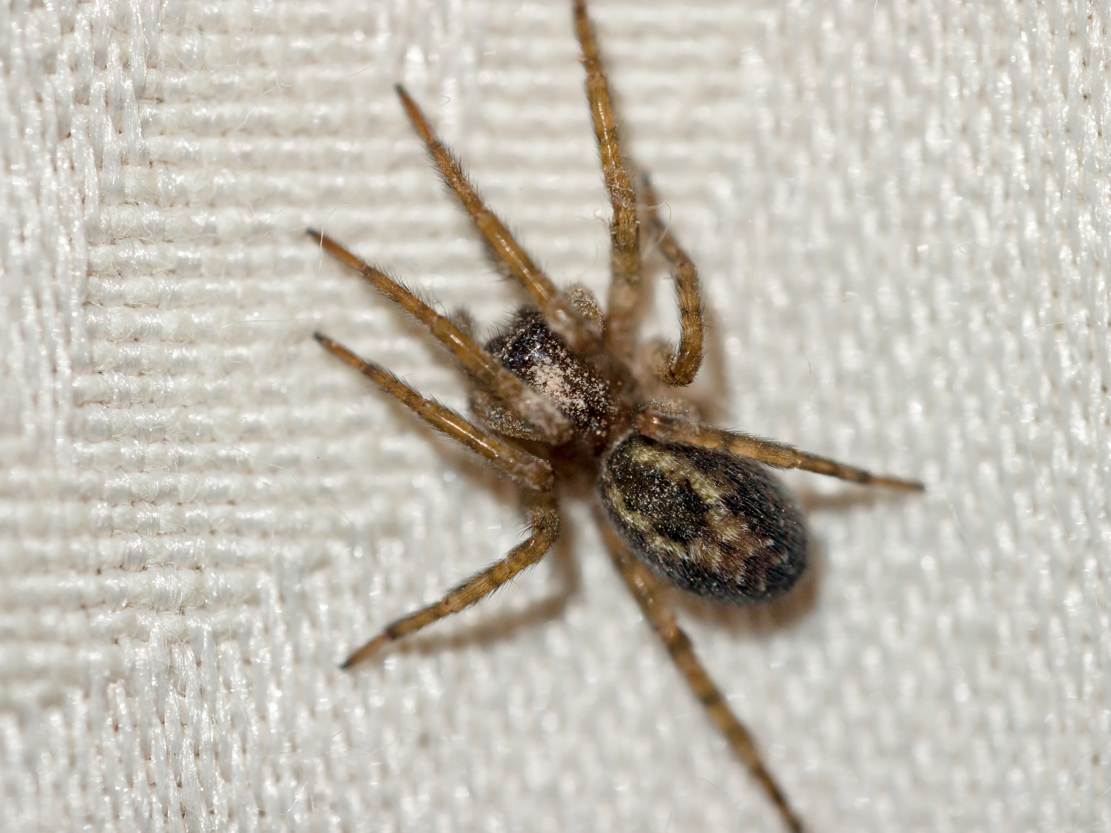 House Spider (Parasteatoda tepidariorum) - Professional pest control identification guide