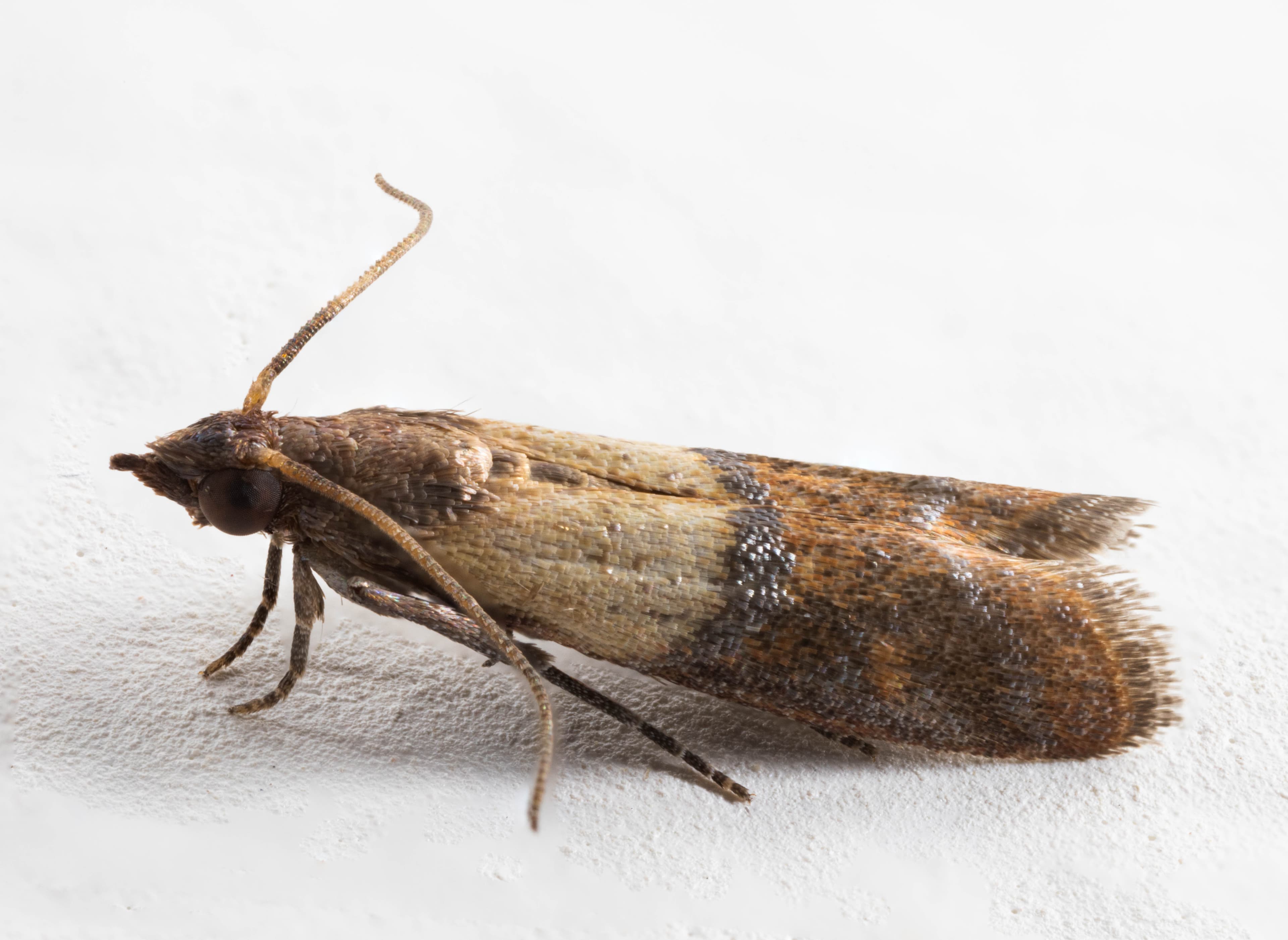 Indian Meal Moth (Plodia interpunctella) - Professional pest control identification guide