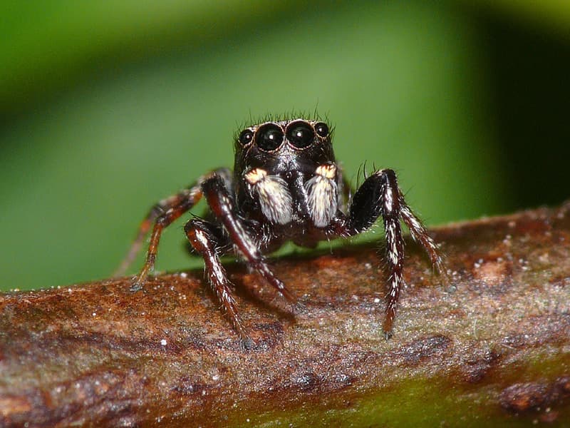 Jumping Spider (Salticidae) - Professional pest control identification guide