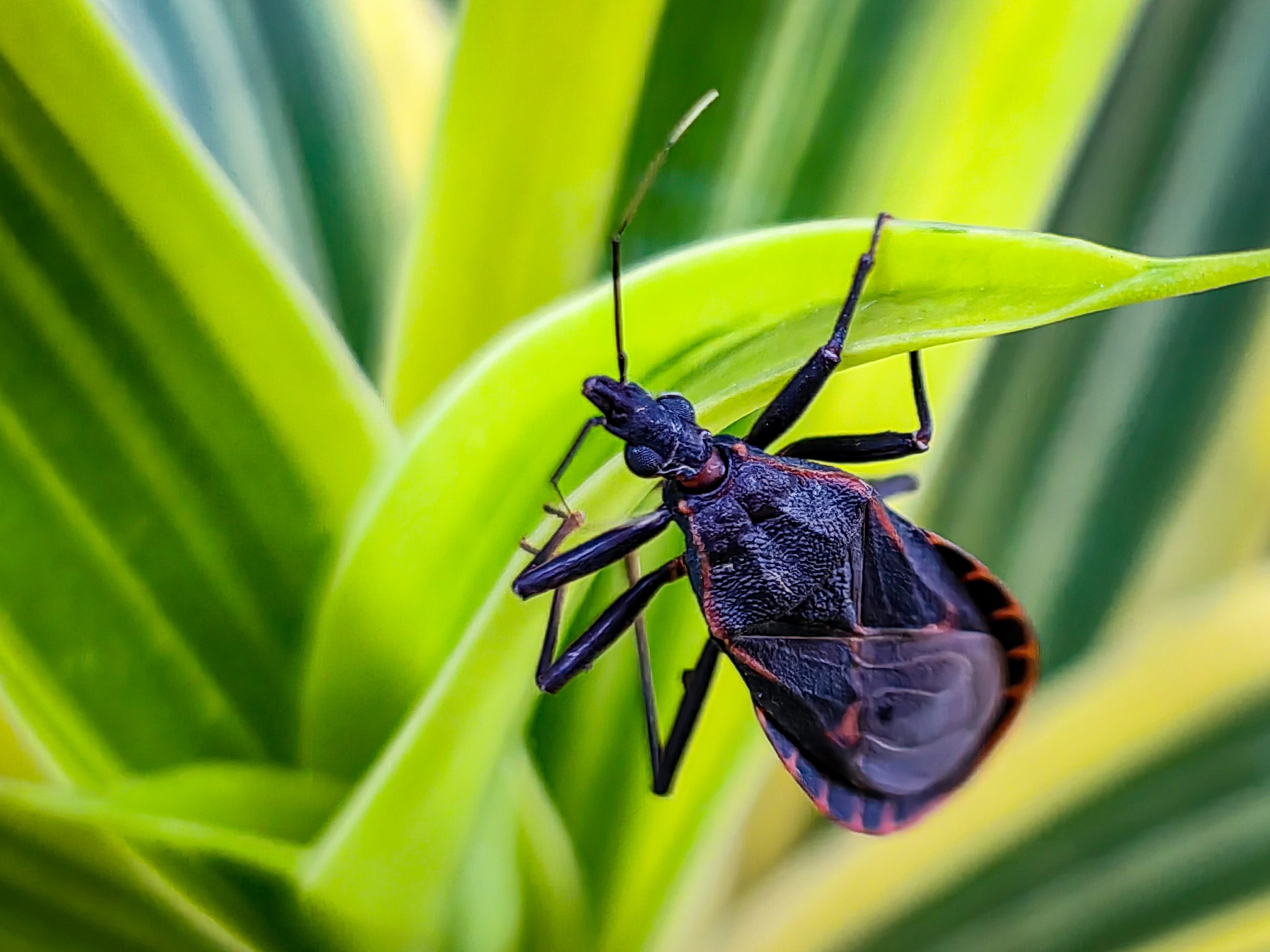 Kissing Bug (Triatoma sanguisuga) - Professional pest control identification guide