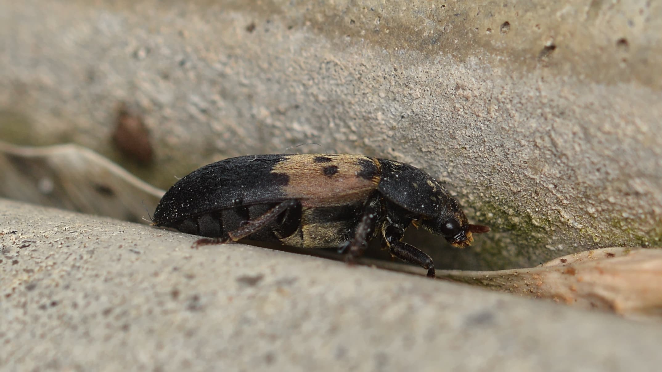 Larder Beetle (Dermestes lardarius) - Professional pest control identification guide