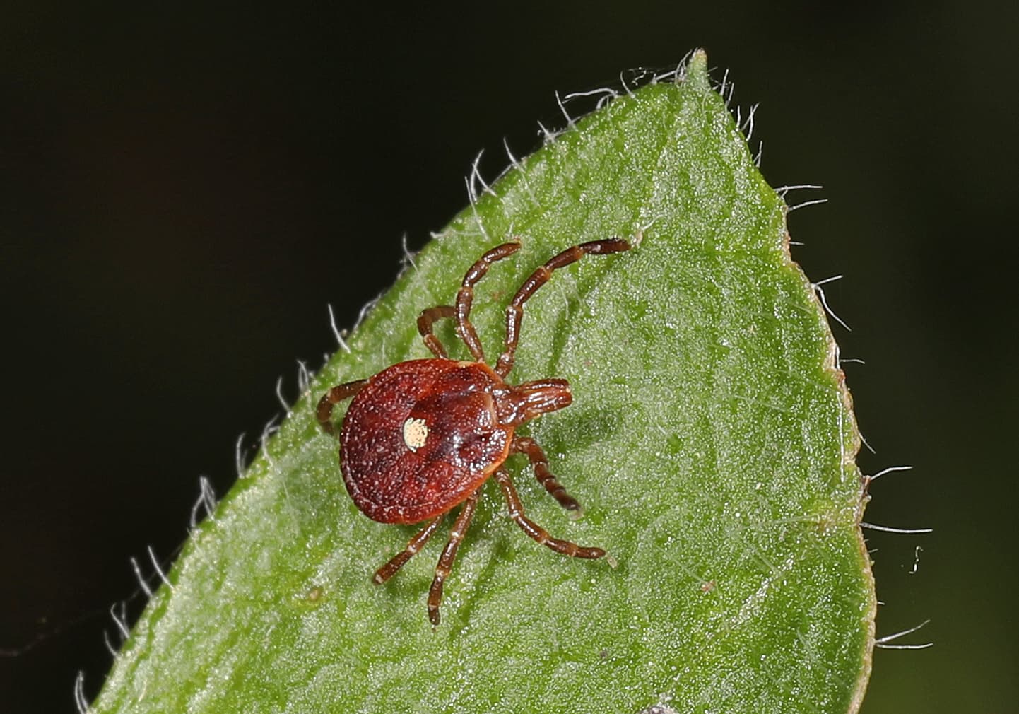 Lone Star Tick (Amblyomma americanum) - Professional pest control identification guide