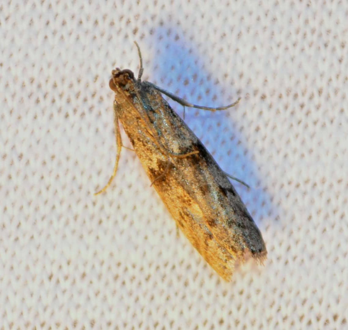Mediterranean Flour Moth (Ephestia kuehniella) - Professional pest control identification guide