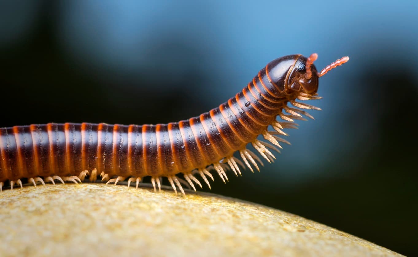 Millipede (Diplopoda) - Professional pest control identification guide