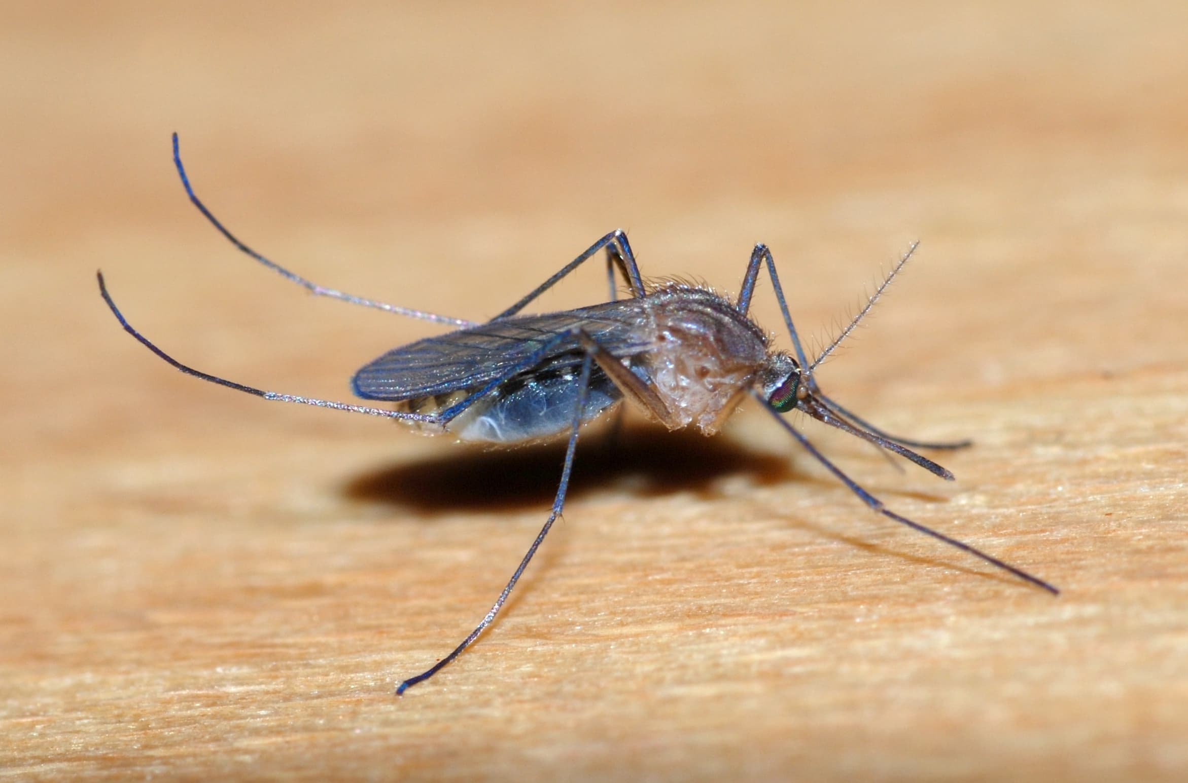Mosquito (Culex pipiens) - Professional pest control identification guide