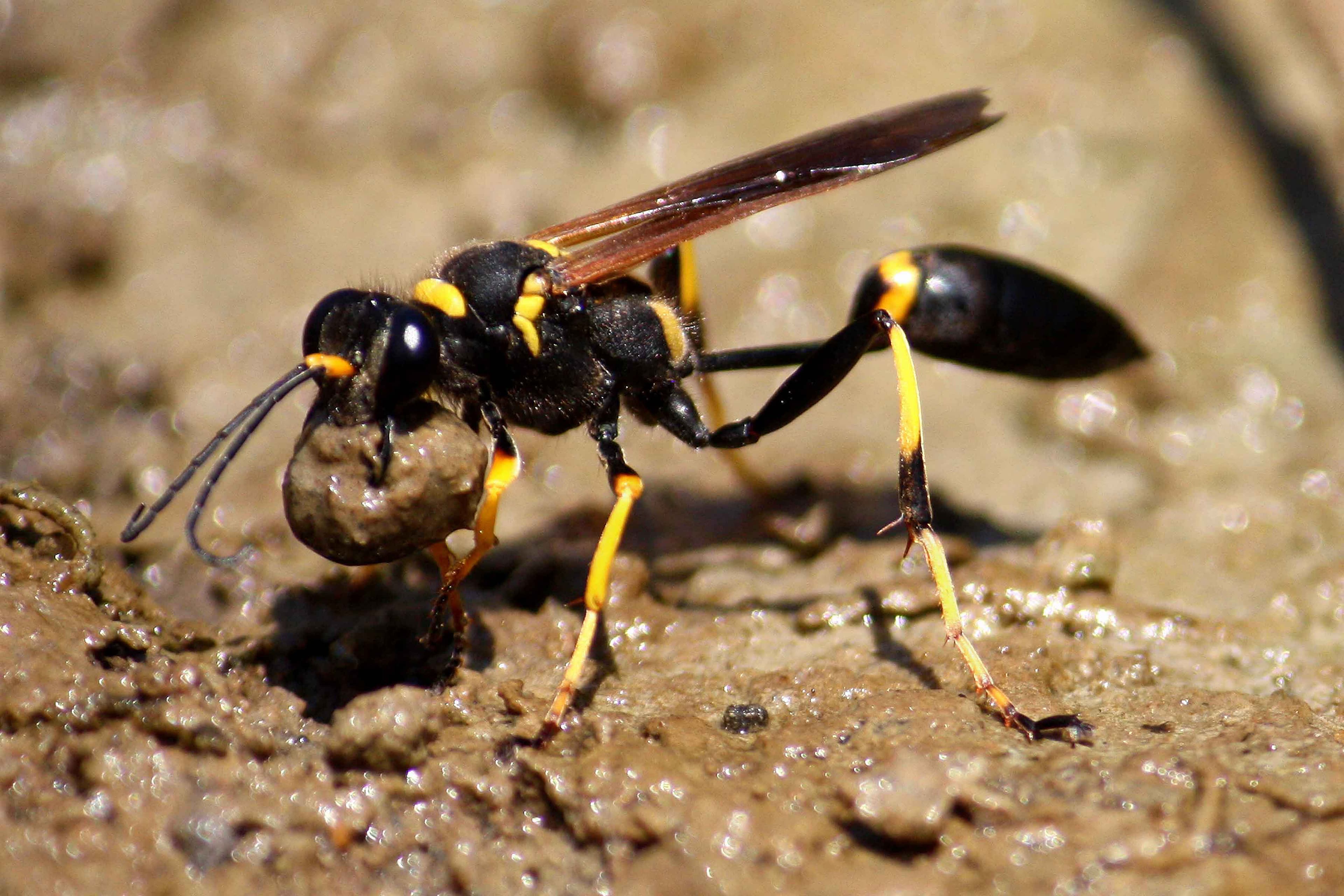 Mud Dauber (Sceliphron spp.) - Professional pest control identification guide