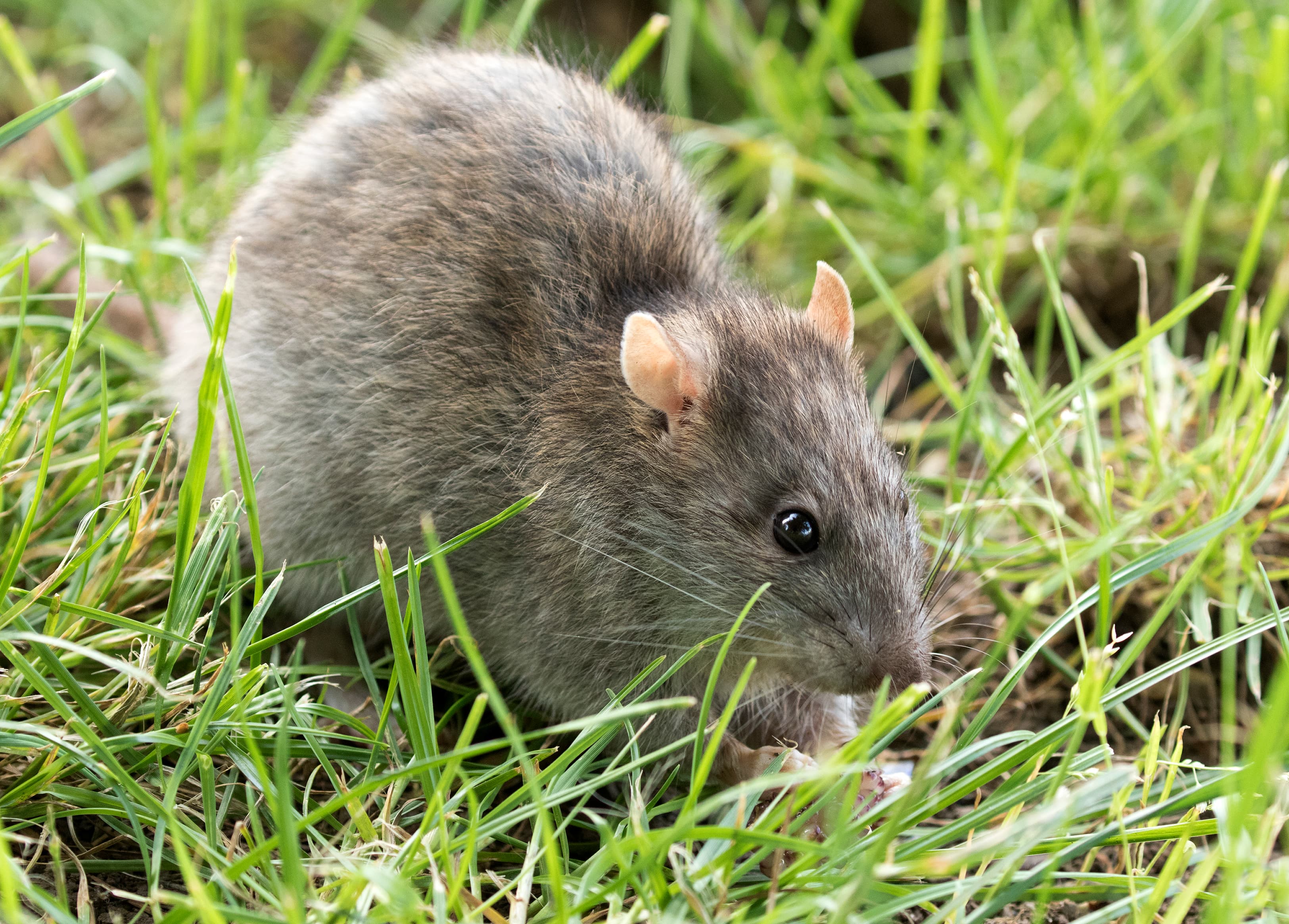 Norway Rat (Rattus norvegicus) - Professional pest control identification guide