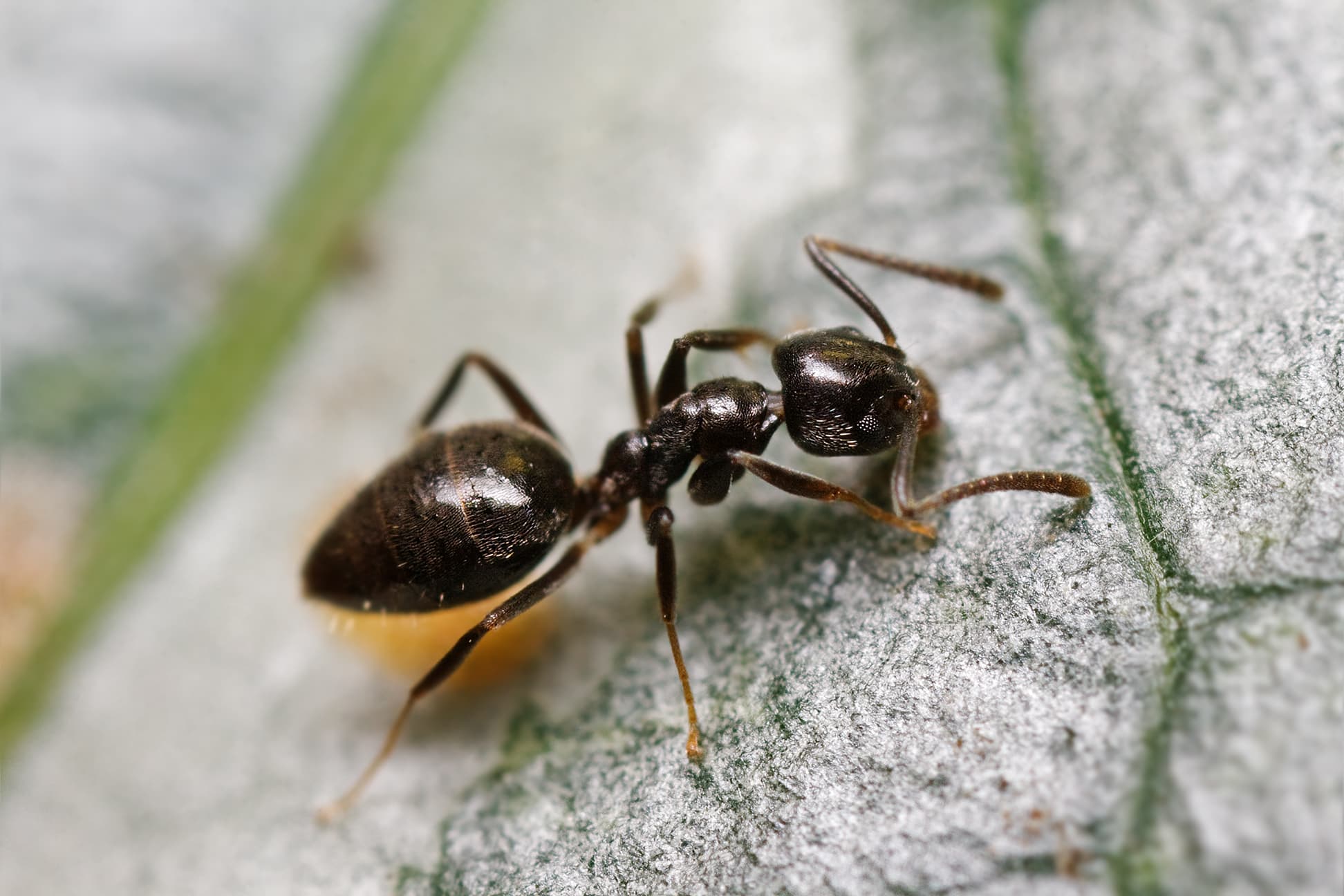Odorous House Ant (Tapinoma sessile) - Professional pest control identification guide