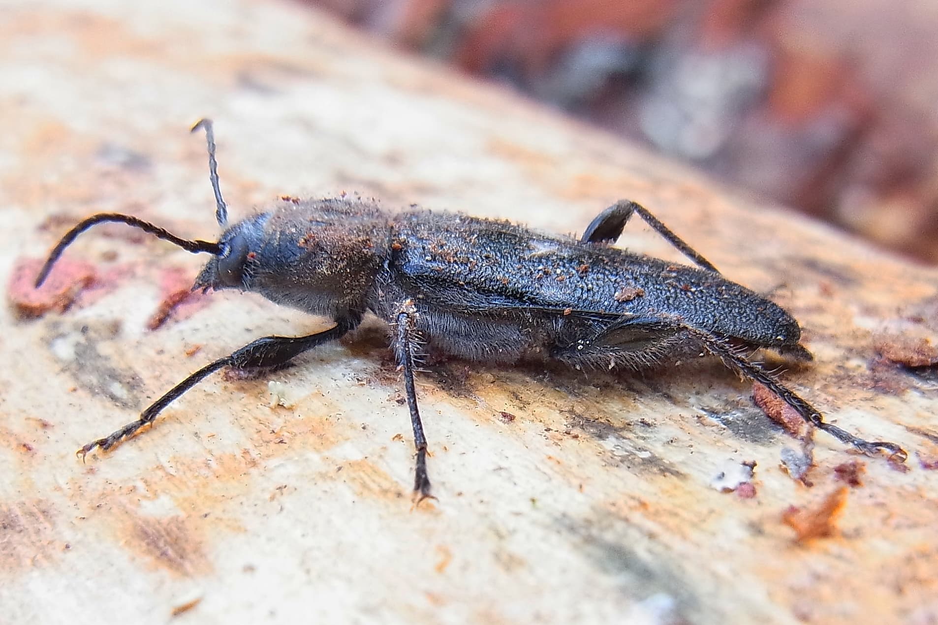 Old House Borer (Hylotrupes bajulus) - Professional pest control identification guide