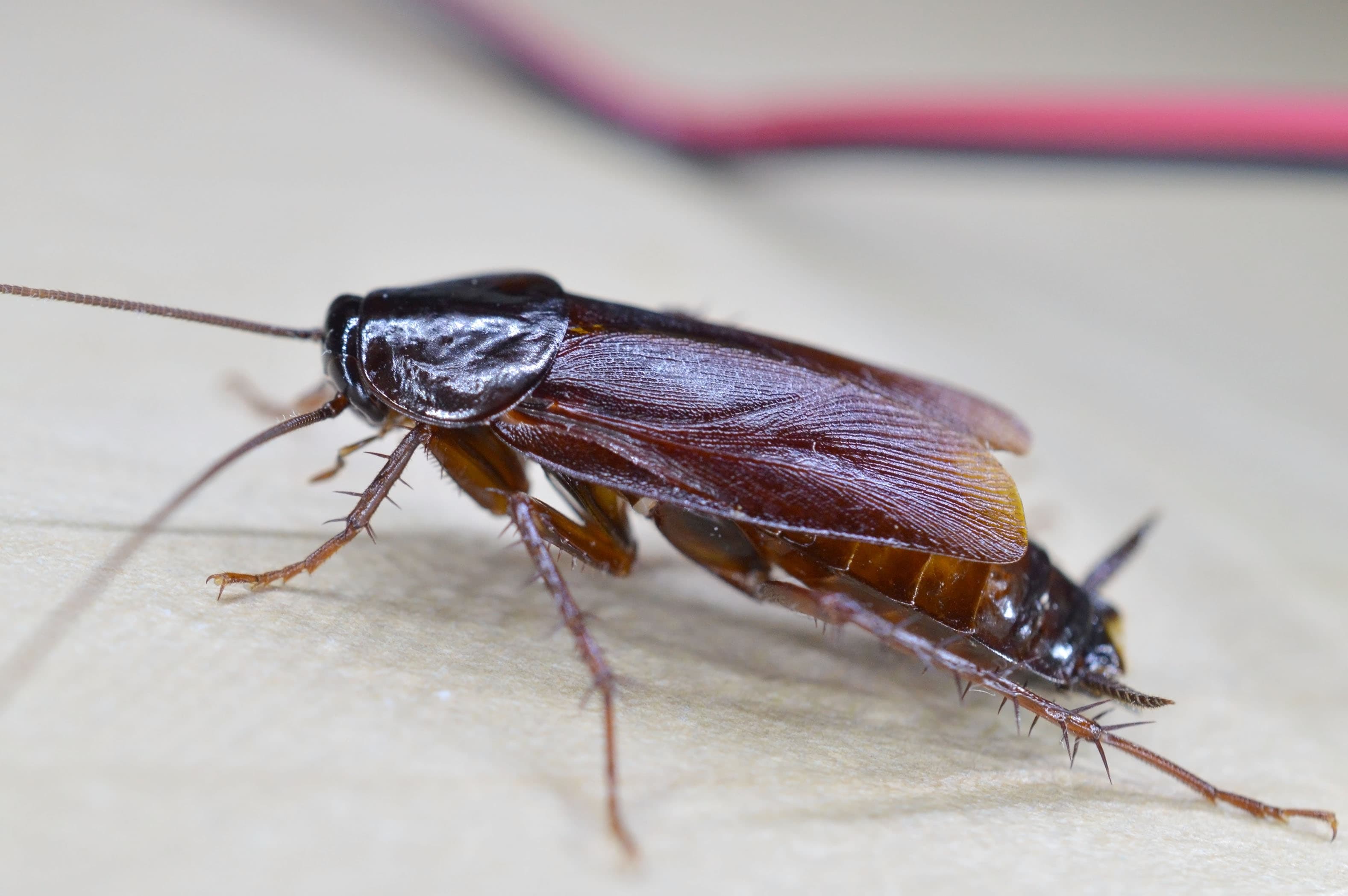 Oriental Cockroach (Blatta orientalis) - Professional pest control identification guide