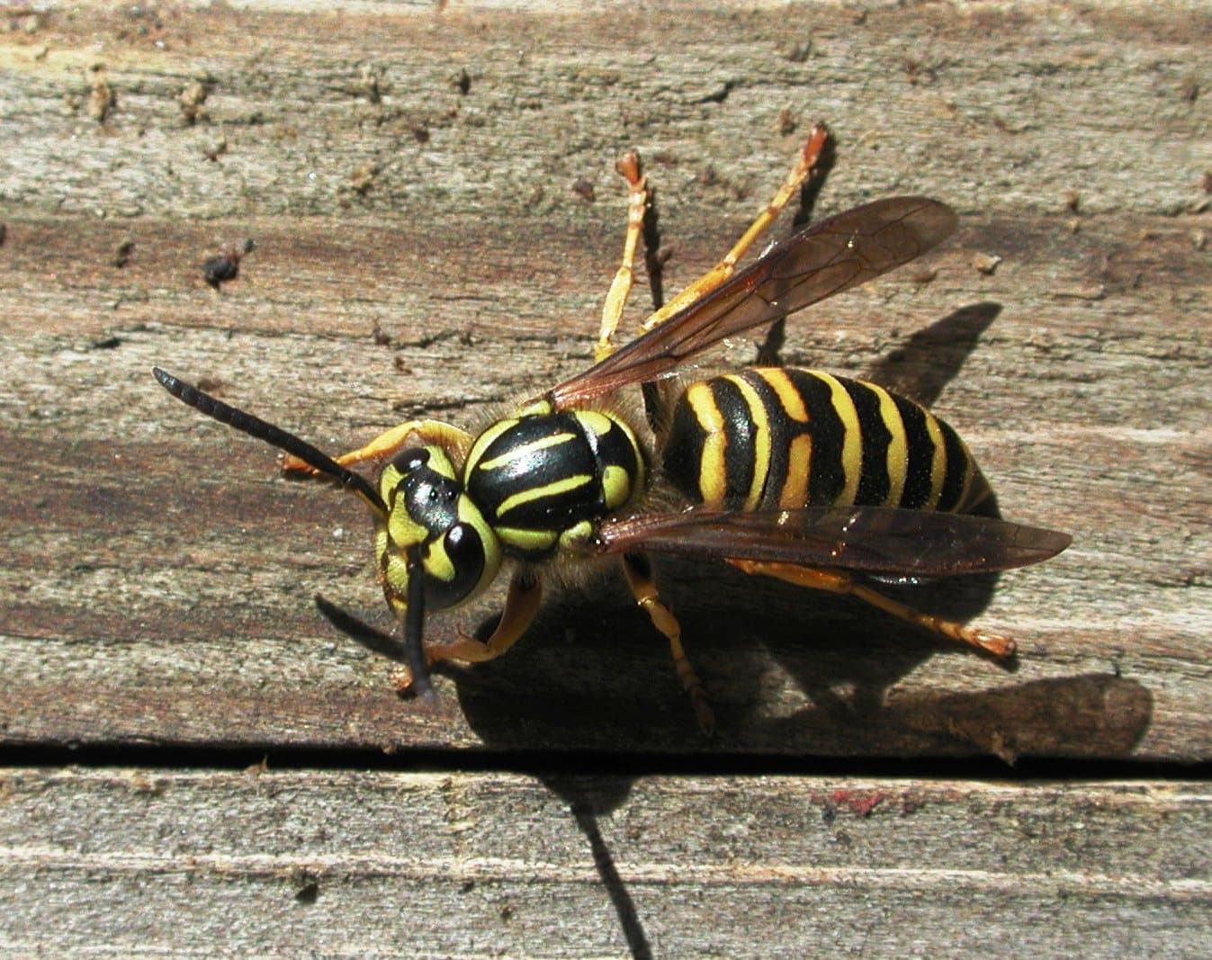 Paper Wasp (Polistes spp.) - Professional pest control identification guide