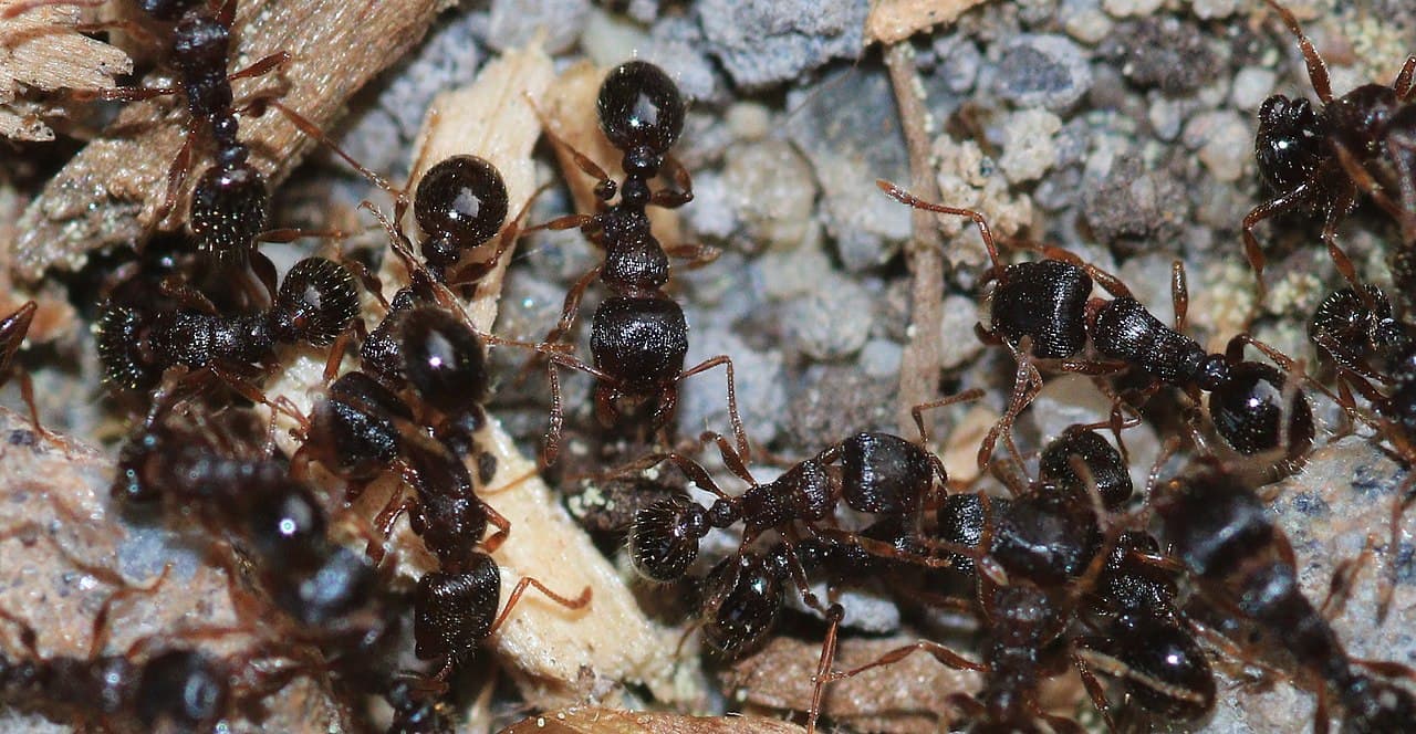 Pavement Ant (Tetramorium immigrans) - Professional pest control identification guide