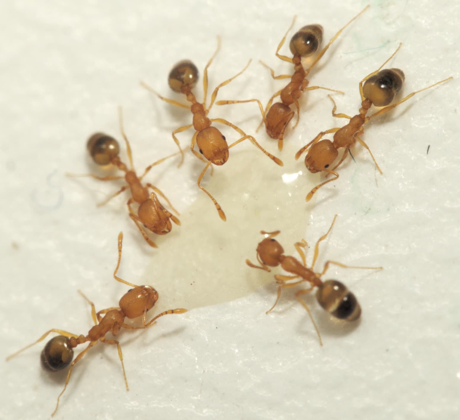 Pharaoh Ant (Monomorium pharaonis) - Professional pest control identification guide
