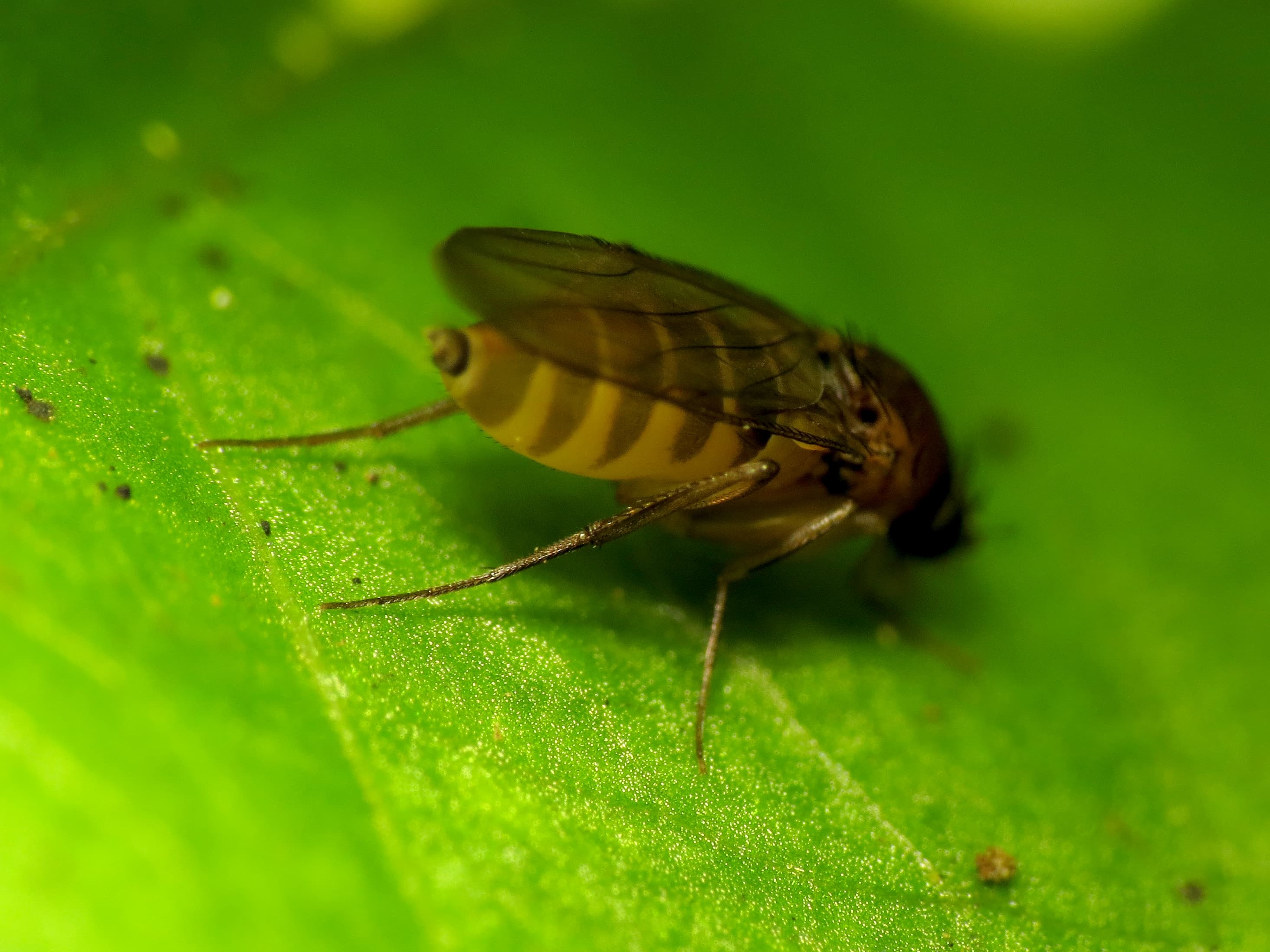 Phorid Fly (Phoridae) - Professional pest control identification guide