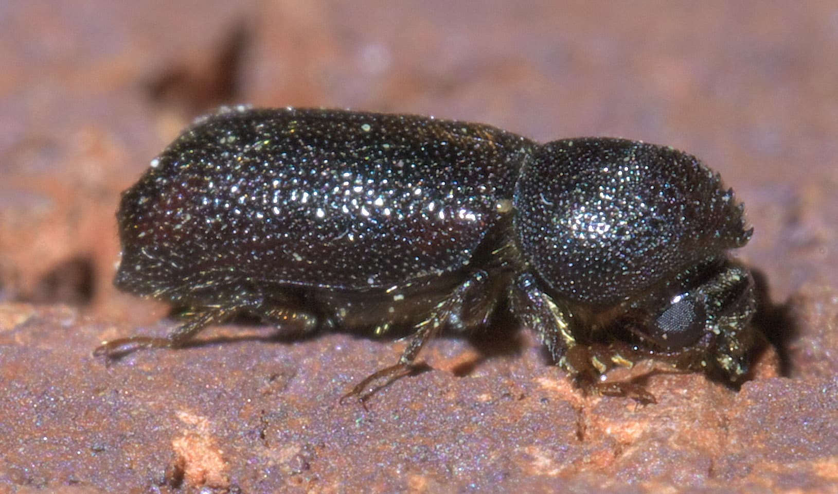 Powderpost Beetle (Lyctidae) - Professional pest control identification guide