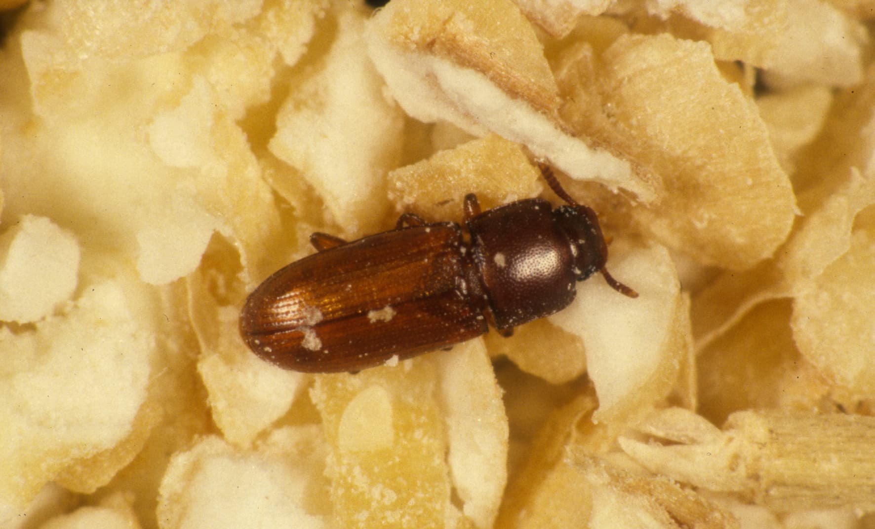Red Flour Beetle (Tribolium castaneum) - Professional pest control identification guide