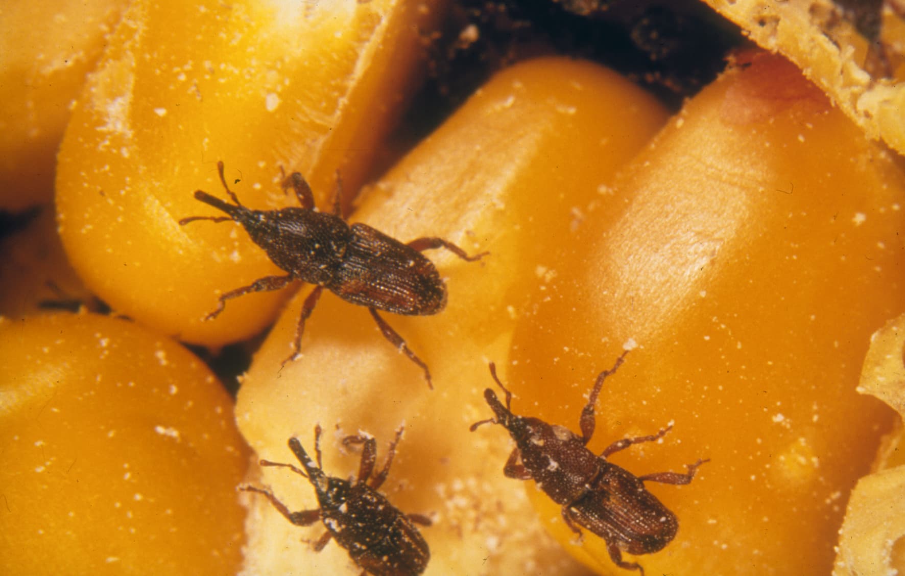 Rice Weevil (Sitophilus oryzae) - Professional pest control identification guide