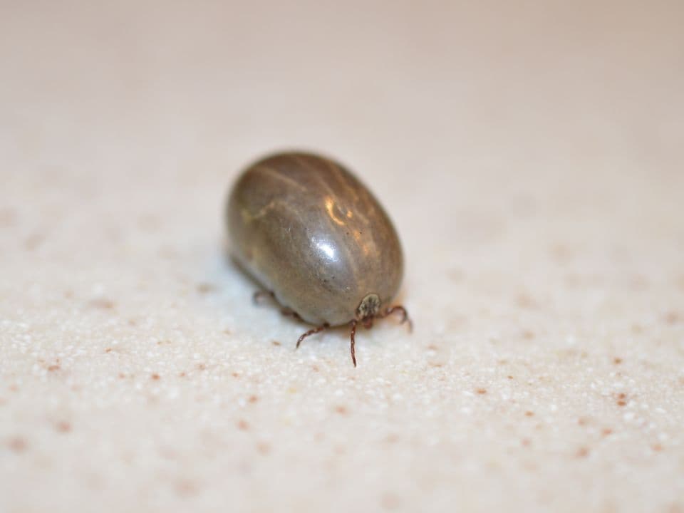 Rocky Mountain Wood Tick (Dermacentor andersoni) - Professional pest control identification guide