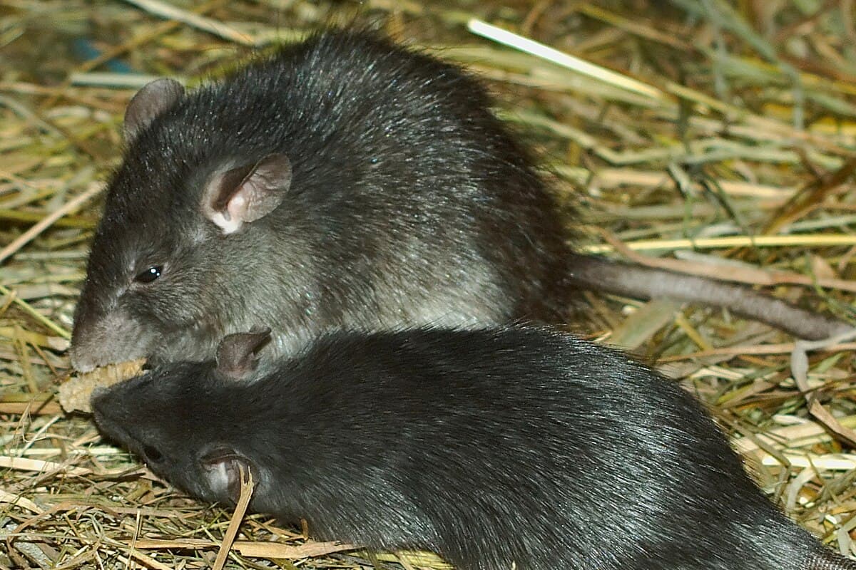 Roof Rat (Rattus rattus) - Professional pest control identification guide