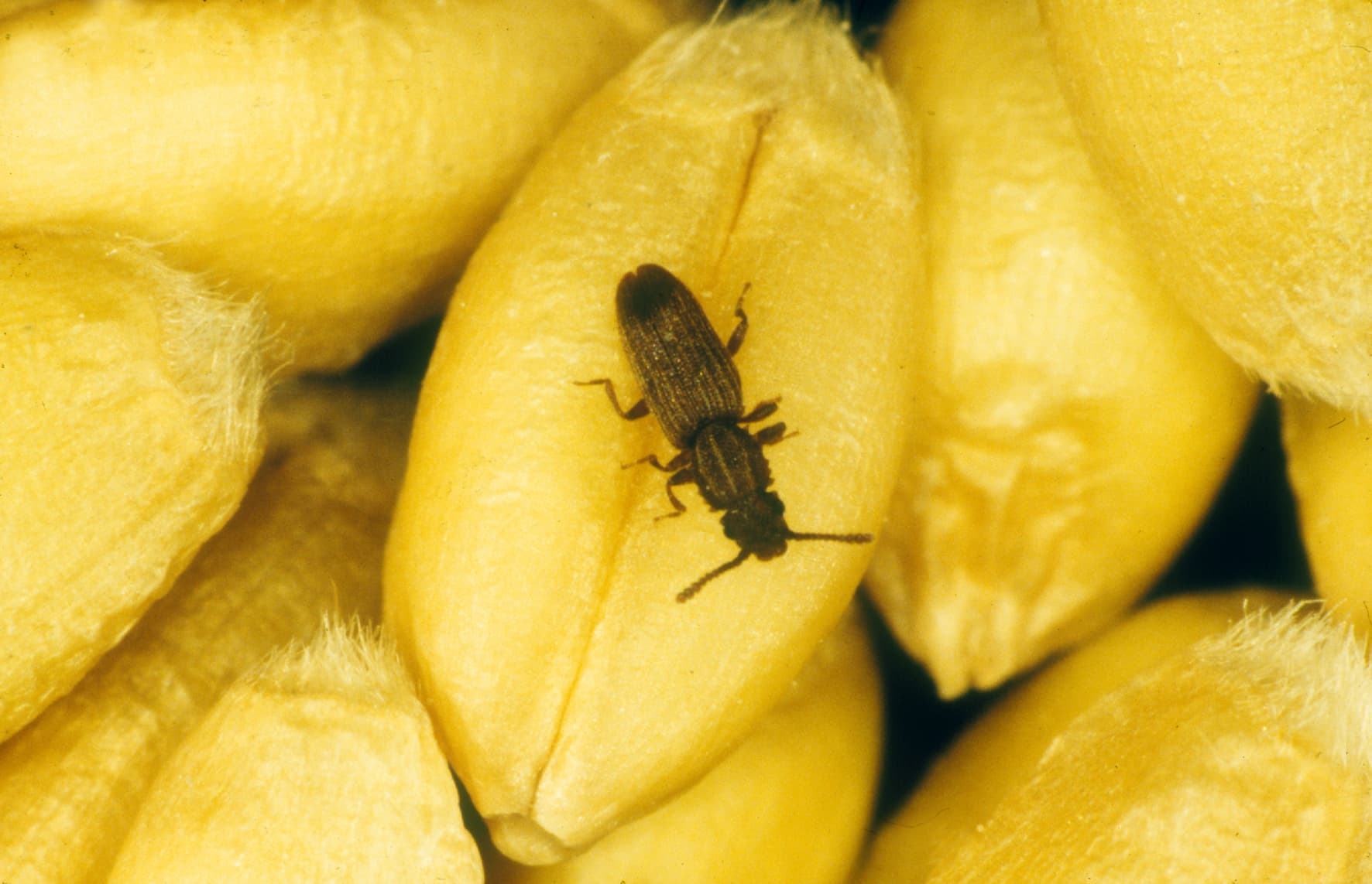 Sawtoothed Grain Beetle (Oryzaephilus surinamensis) - Professional pest control identification guide
