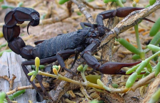 Scorpion (Centruroides sculpturatus) - Professional pest control identification guide