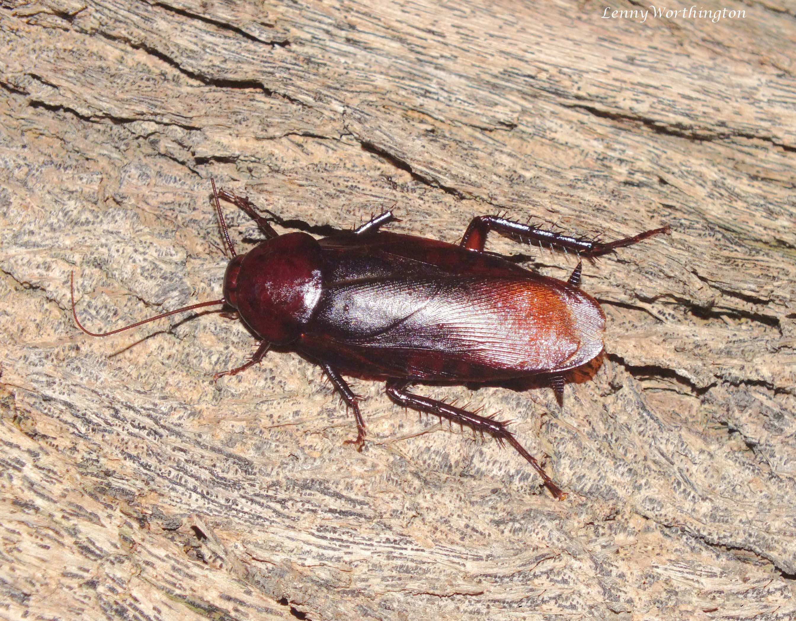 Smokybrown Cockroach (Periplaneta fuliginosa) - Professional pest control identification guide