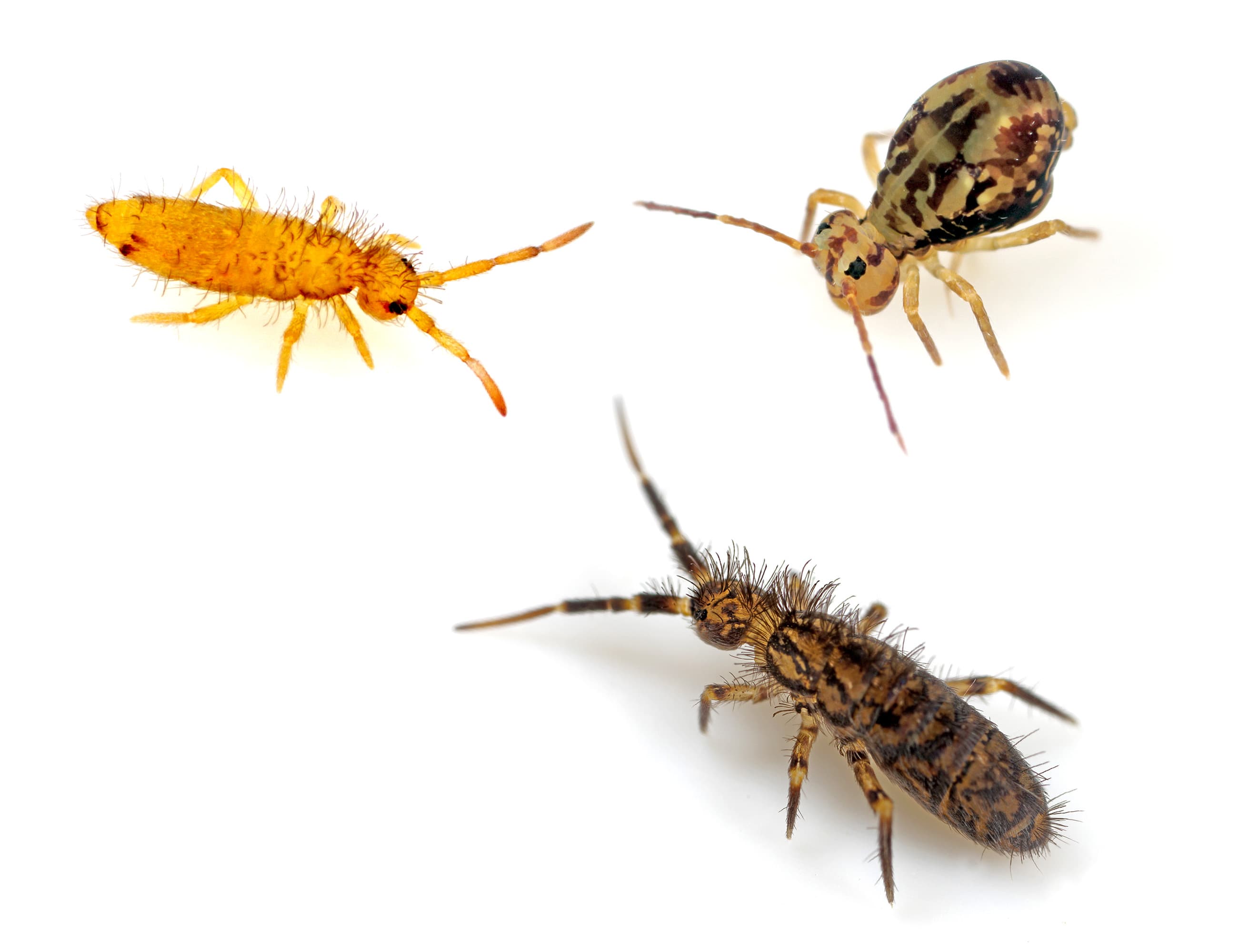 Springtails (Collembola) - Professional pest control identification guide