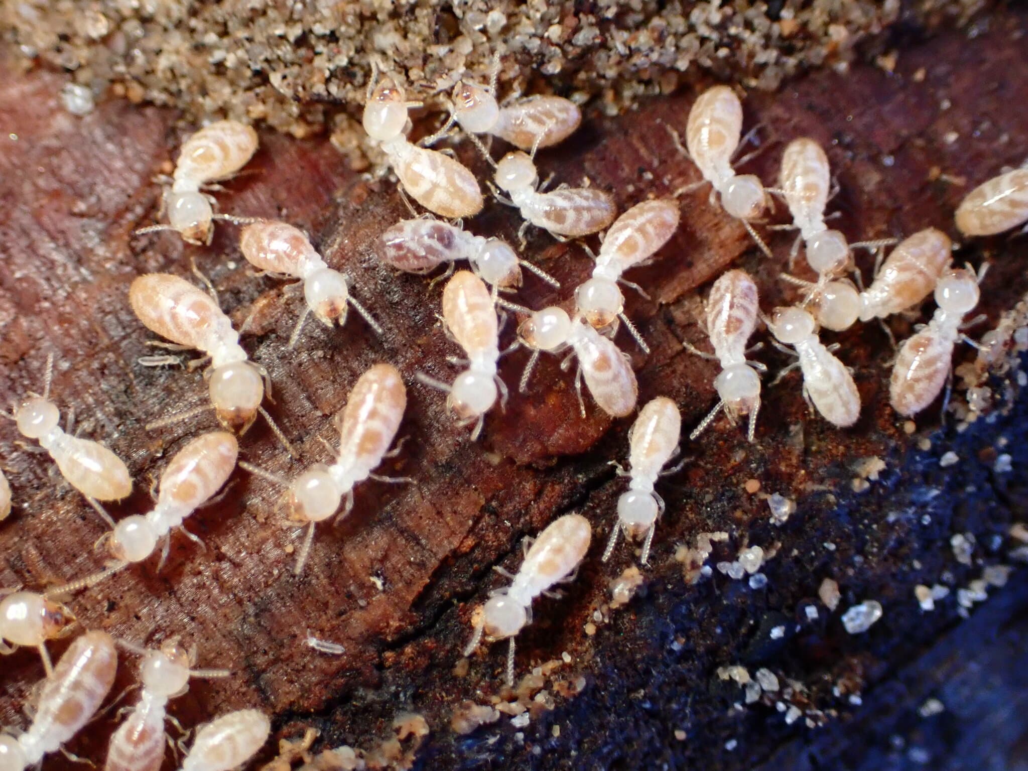 Subterranean Termite (Reticulitermes flavipes) - Professional pest control identification guide