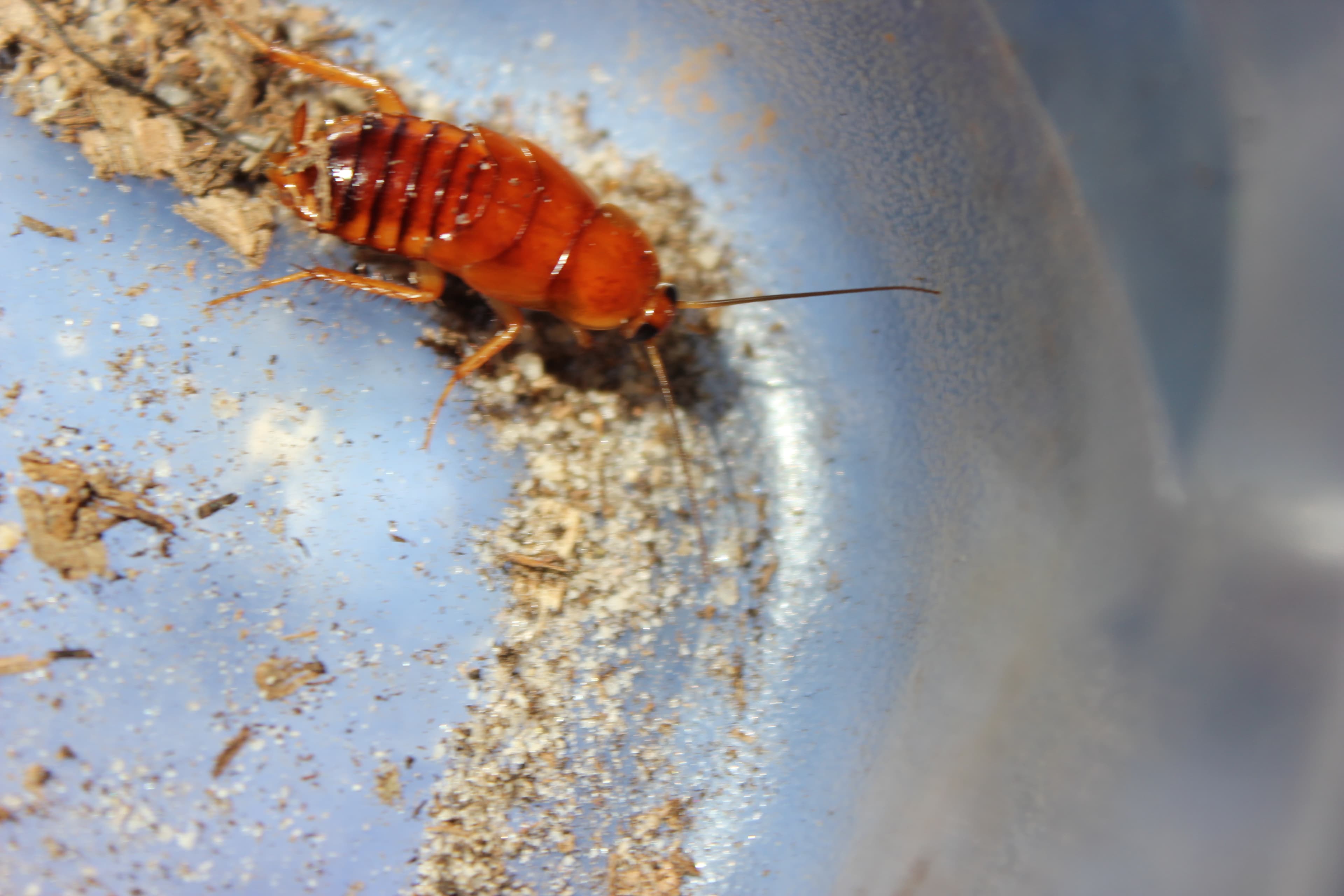 Turkestan Cockroach (Blatta lateralis) - Professional pest control identification guide