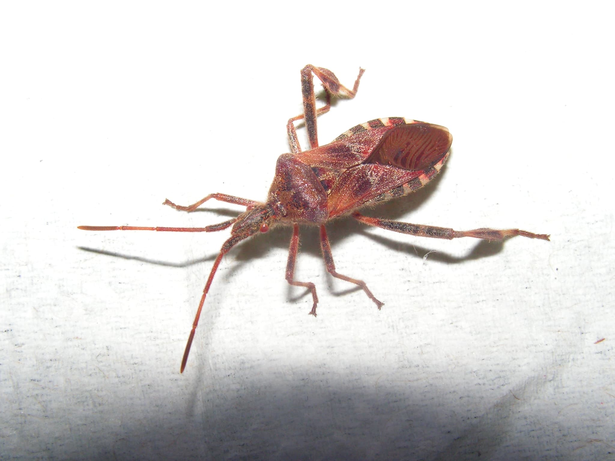 Western Conifer Seed Bug (Leptoglossus occidentalis) - Professional pest control identification guide