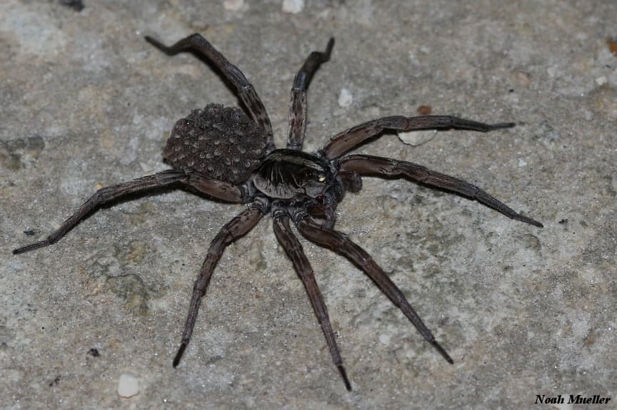 Wolf Spider (Lycosidae) - Professional pest control identification guide