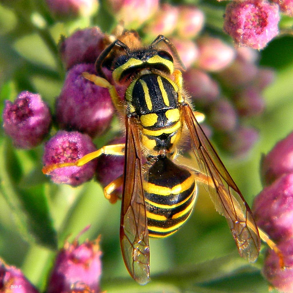 Yellow Jacket (Vespula spp.) - Professional pest control identification guide