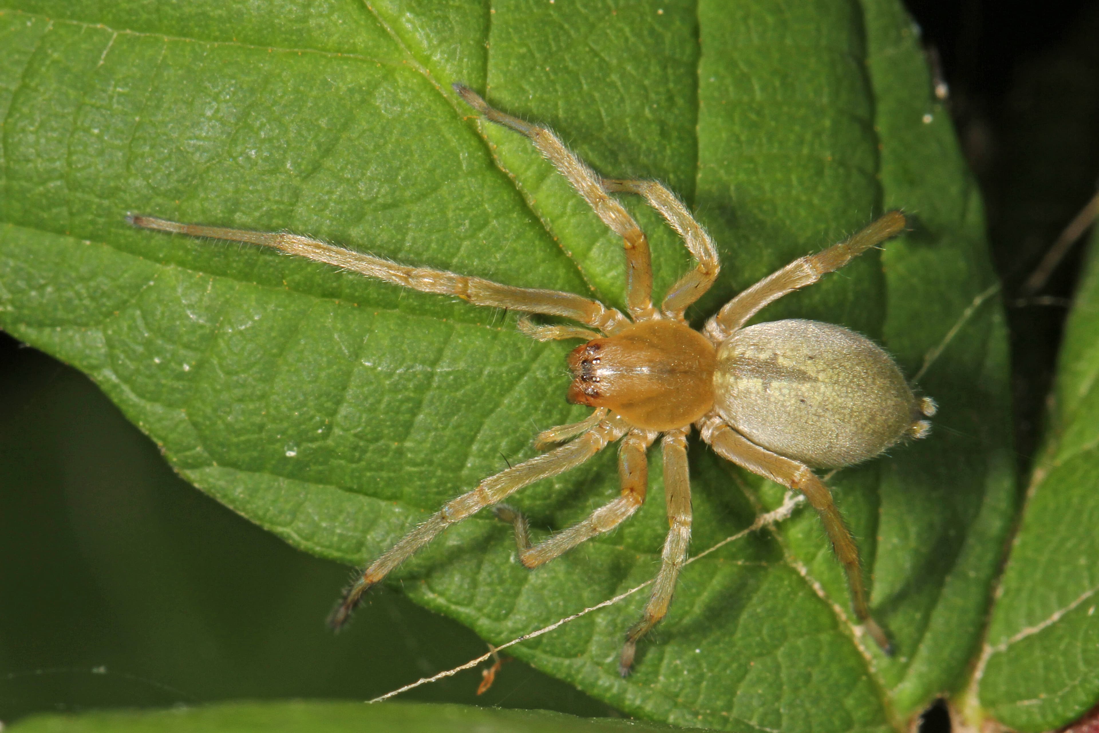 Yellow Sac Spider (Cheiracanthium inclusum) - Professional pest control identification guide